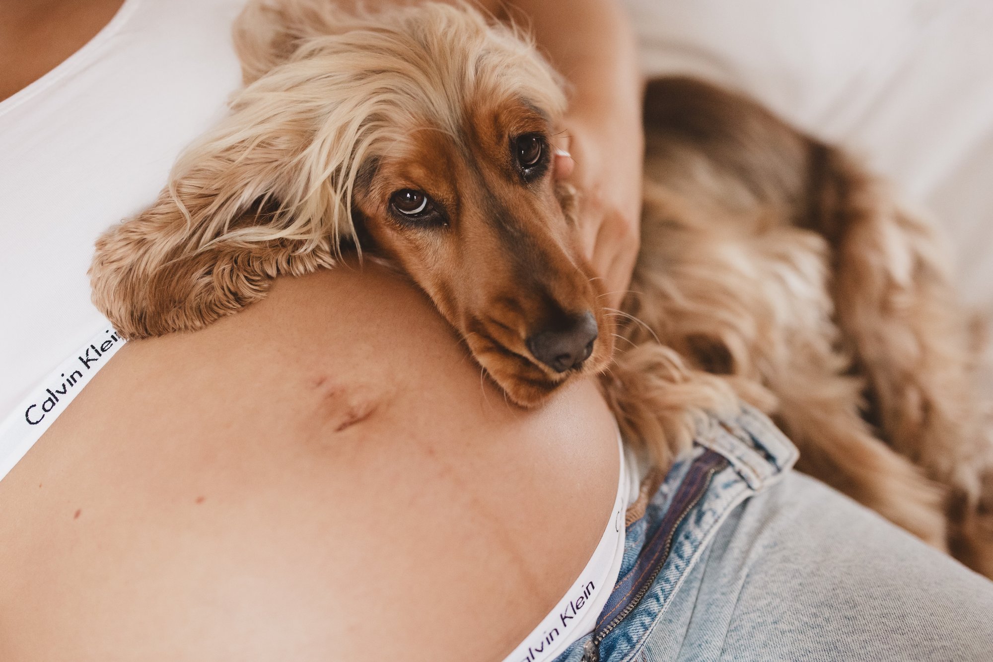 Cocker spaniel resting its head tenderly on an expectant mother's bump